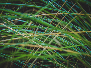 grass with dew drops