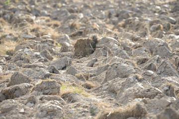 Arable land in the countryside. Farmland landscape. View of agricultural land prepared for sowing. Plowed and harrowed ground. Soil recently ploughed for new season.