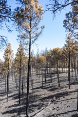 Gran Canaria - Waldbrände im Wandergebiet Nähe Artenara