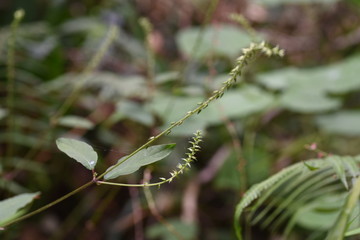 Pig's knee (Achyranthes bidentata var. japonica) is a herb that grows in the shade in the forest, and the fruit is attached to animals and clothes and sprayed with seeds.