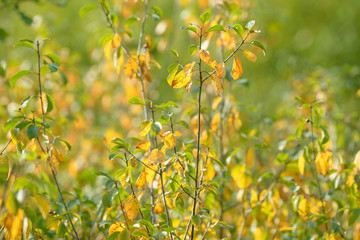 Beautiful colorful leaves in autumn forest. Red, orange, yellow, green and brown autumn leaves. Bush and tree foliage. Seasonal background