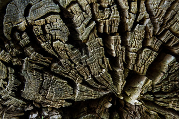 Cross section of old tree trunk . Wooden texture background. Close up