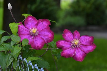 clematis flowers in garden