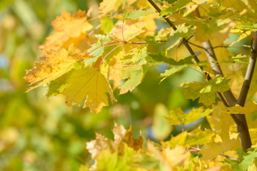Beautiful colorful leaves in autumn forest. Red, orange, yellow, green and brown autumn leaves. Maple foliage. Seasonal background