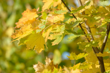 Beautiful colorful leaves in autumn forest. Red, orange, yellow and brown autumn leafs. Maple foliage. Seasonal background.