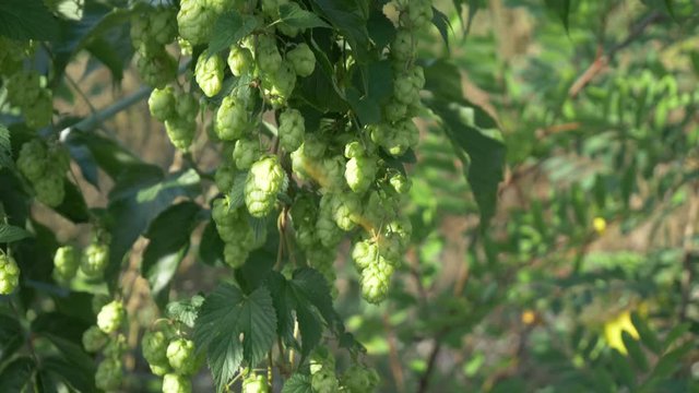 Close up green hop humulus in slow motion