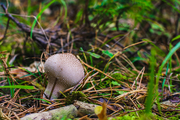 Mushroom fuzz ball growing in the forest. The mushroom grows under a tree. Mushroom picking