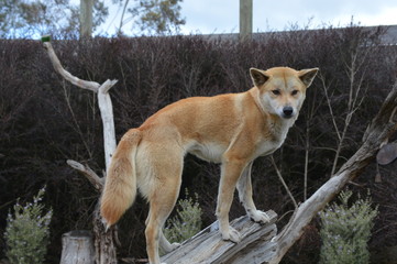 Dingo 