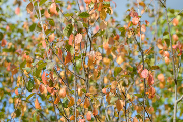 Fototapeta premium Beautiful colorful leaves in autumn forest. Red, orange, yellow, green and brown autumn leaves. Bush and tree foliage. Seasonal background