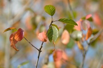 Beautiful colorful leaves in autumn forest. Red, orange, yellow, green and brown autumn leaves. Bush and tree foliage. Seasonal background