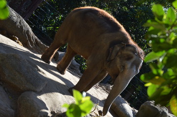 Elephant in zoo 