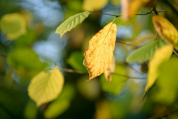 Beautiful colorful leaves in autumn forest. Red, orange, yellow, green and brown autumn leaves. Hazel foliage. Seasonal background