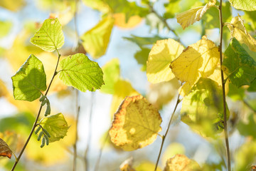 Beautiful colorful leaves in autumn forest. Red, orange, yellow, green and brown autumn leaves. Hazel foliage. Seasonal background