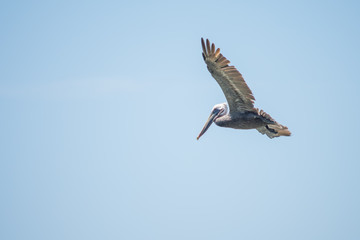 Pelican flying and looking for fishes, Treasure Beach, Jamaica