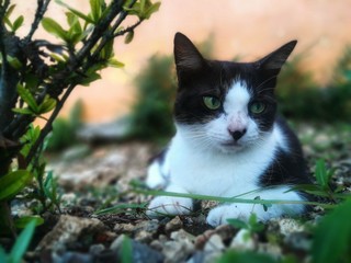 Meditative cat in garden