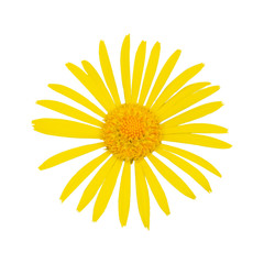 Single yellow doronicum flower. Isolate on a white background.