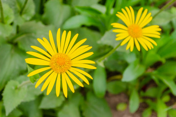 Two yellow doronicum flowers, one of which is in defocus on a green background.