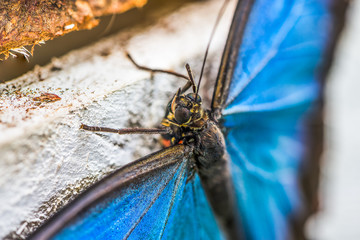 Detail of Blue Morpho, Morpho Peleides, Morfa Peleida, Big Butterfly