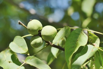 Closeup of green uriped walnuts on tree