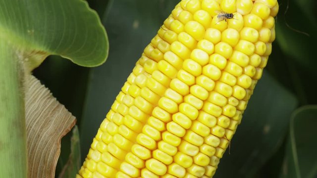 Close up slow motion, fly on corn