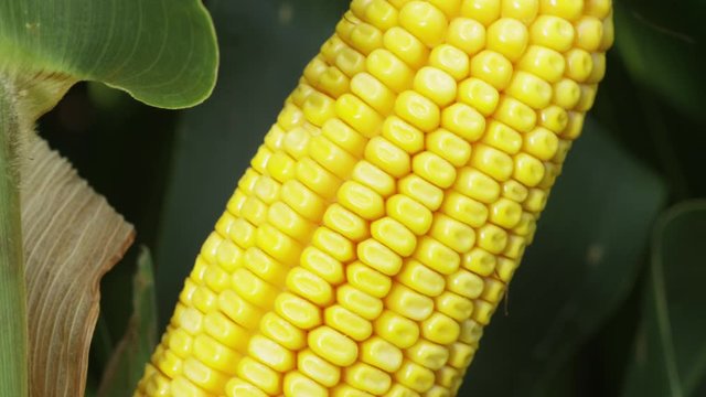 Close up, fresh corn on cornstalk