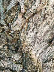 Bark of tree. Abstract natural background. Close-up.
