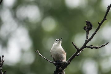 White Breasted Nuthatch Perched on Branch in Summer