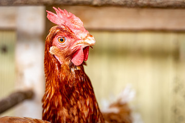 Hens in the Henhouse