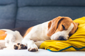 Funny Beagle dog tired sleeps on a cozy sofa, couch, on yellow cushion
