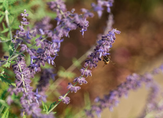 Honey Bee Foraging Nectar from Purple Flower