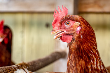 Hens in the Henhouse
