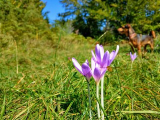 crocus in spring