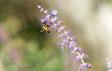 Honey Bee Foraging Nectar from Purple Flower