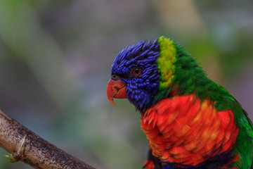 colorful parrot in Loro Park in Tenerife, Spain