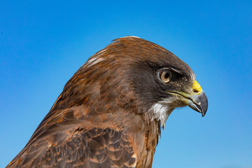 Swainson's Hawk Close Up