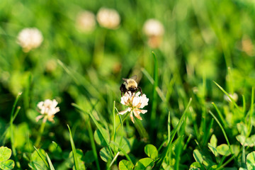 Honey Bee Foraging Nectar from White Flower