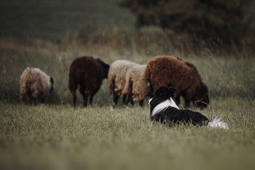 Border collie dog herds sheep