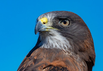 Swainson's Hawk Close Up