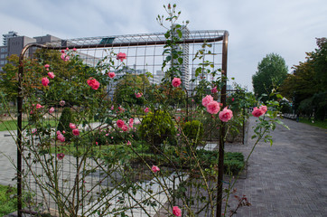 Fototapeta na wymiar 薔薇の公園