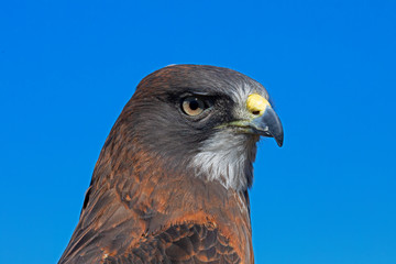 Swainson's Hawk Close Up