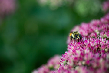 Endangered Orange-Belted Bumblebee