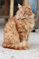 chat roux poilu