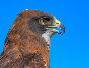 Swainson's Hawk Close Up