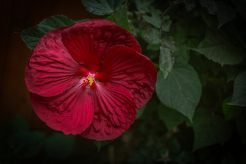 Giant Red Hibiscus