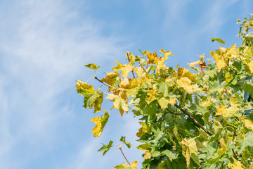 Fragment of a tree with yellowed leaves in September