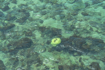 Clear water can see corals and fish in Samaesarn Beach Chonburi Thailand