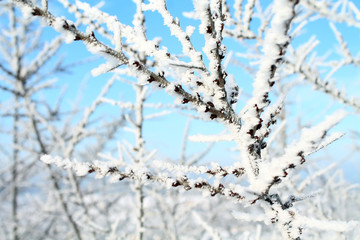 winter landscape with river and trees