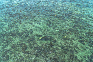 Fototapeta na wymiar Clear water can see corals and fish in Samaesarn Beach Chonburi Thailand