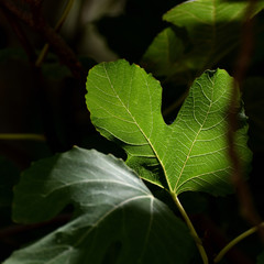 fig leaf lit by the sun