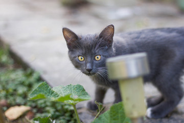 Chat Gris Photos Royalty Free Images Graphics Vectors